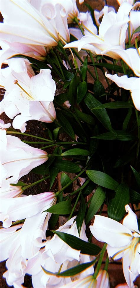 Spring Is Upon Us Spring Aesthetics White Lillies Flowers Summer