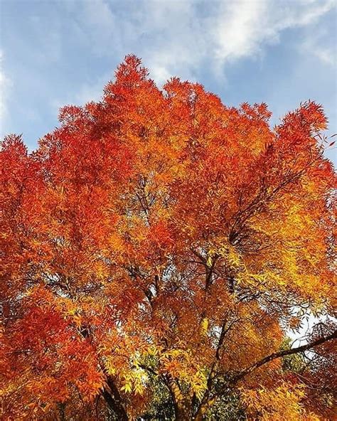 Fiery Coloured Tree In Danbury Creative Thinking Color Creative