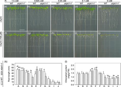 Figure From An Arabidopsis Mutant Of Inositol Pentakisphosphate