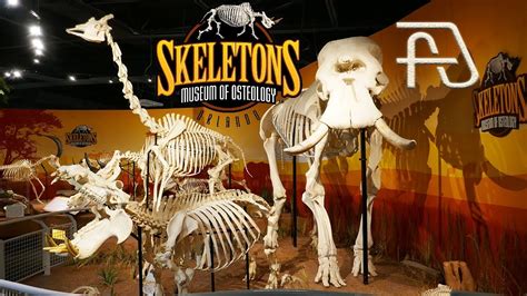 Skeletons Museum Of Osteology At Icon Park Orlando Youtube