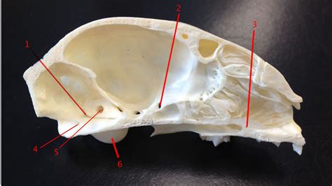 Cats have highly specialized teeth for killing prey and tearing meat. Anatomy Of Cat Skull - ProProfs Quiz