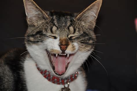 Free Images Animal Pet Kitten Facial Expression Yawn Close Up
