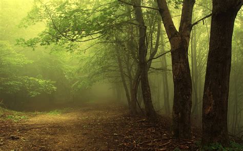 Free Photo Foggy Woods Dark Dawn Fog Free Download Jooinn