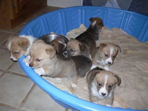He added that puppies should be vaccinated with the according to the vetinfo, the total average cost for these core shots will cost you just $100. AKC Corgi puppies - 6 weeks old for Sale in Loyalton ...