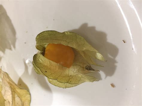 What Is This Small Orange Fruit Whatisthisthing