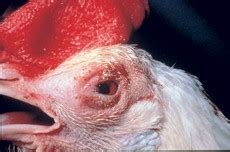 Symptoms of newcastle disease in chickens clinical signs vary depending on the system affected. Newcastle disease - Department of Agriculture