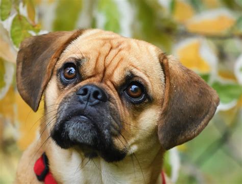 Cute Puggle Dog Pug Beagle Mix Dog Breeds Chug Dog Dog Breed Names
