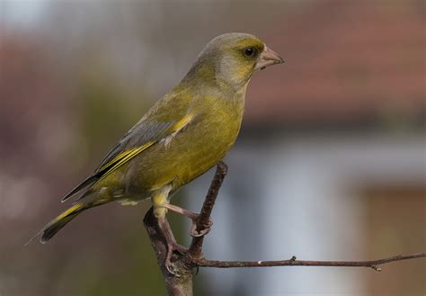 Le Verdier Foto And Bild Nature Oiseaux Couleurs Bilder Auf Fotocommunity