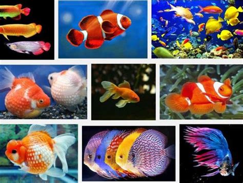 Jenis Ikan Hias Air Tawar Aquarium Terlengkap Dari A Z