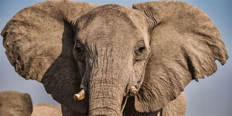 Eavesdropping On Elephants In The Name Of Research Scope