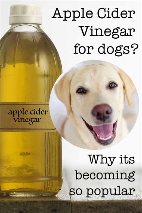Apple Cider Vinegar For Dogs Does It Really Work