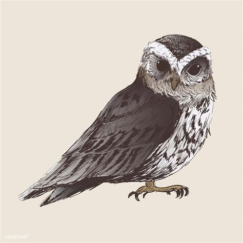 Download Premium Vector Of Illustration Drawing Style Of Owl 265041 In
