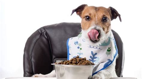 Can Adding Water To Dry Dog Food Cause Diarrhea Petshopak