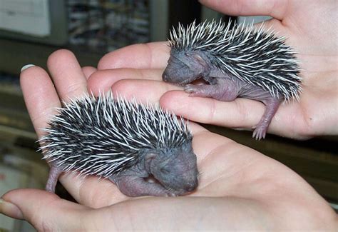 European Hedgehog Breeding Biology - Birth & Development of Hoglets ...