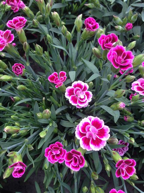 Growing Dianthus Flowers In The Garden How To Care For