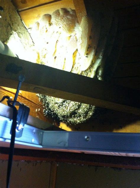 A Simple And Smart Method Of Removing A Beehive In Your Attic Pics Izismile Com