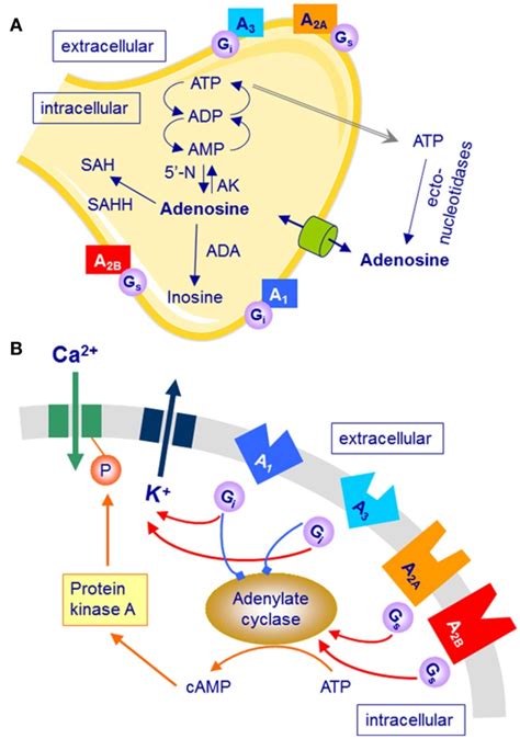 Simplified Schematic Representation Of Adenosine Formation Metabolism