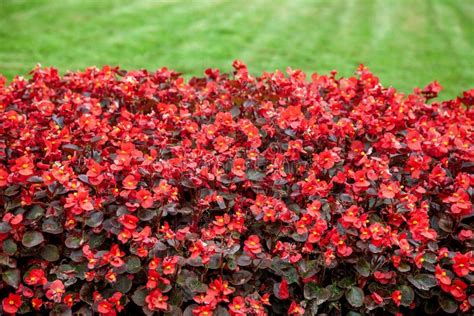 Red Begonia Flowers The Use Of Begonia In Landscape Design Stock Photo