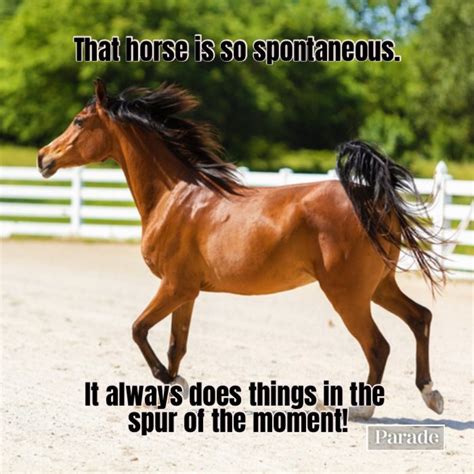 35 Horse Puns To Make You Whinny With Laughter Parade