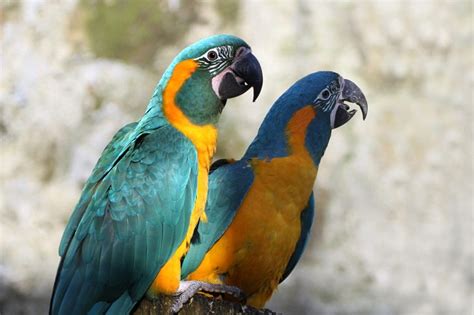 Blue Throated Macaw Facts Pet Care Temperament Pictures