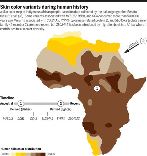 Human Skin Color Distribution Vivid Maps