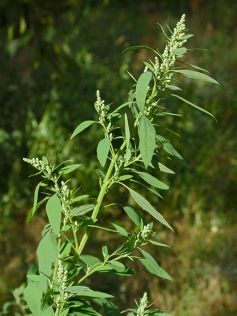 Common Lambsquarters How To Get Rid Of Lambsquarter Weed