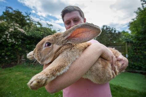 Kaninchen Gewohnheiten Ernährung Und Andere Fakten Tech News