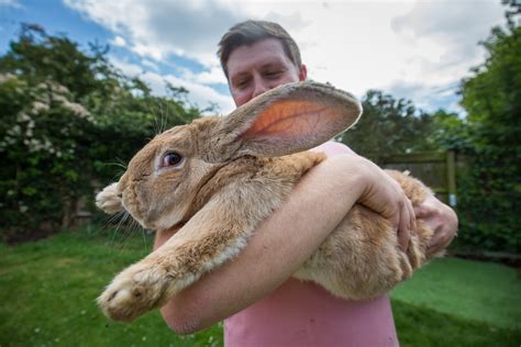 Rabbits Habits Diet And Other Facts Live Science