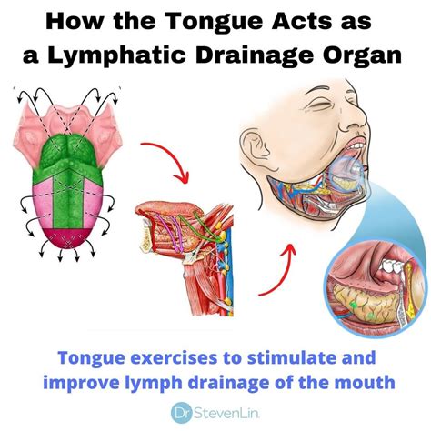 Steven Lin On Instagram “did You Know Your Tongue Is A Lymph Draining