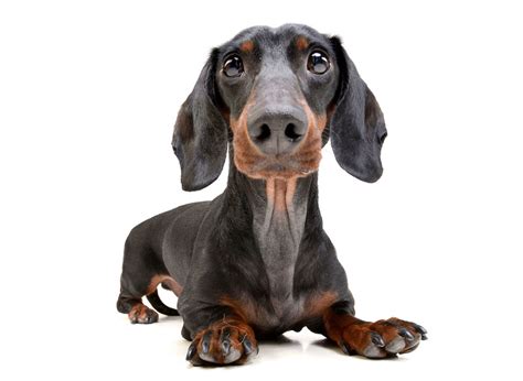 Your adopted puppy will be given its first combo vaccine and will be dewormed for common parasites before leaving marvel dachshunds home. Dachshund Puppies For Sale In Florida From Top Breeders