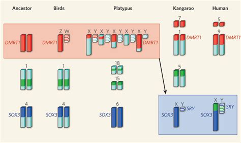 Evolution Of Vertebrate Sex Chromosomes And Sex Determining Genesthe