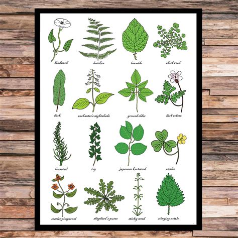 A3 Weeds Print Weed Identification Chart Horticulture Etsy