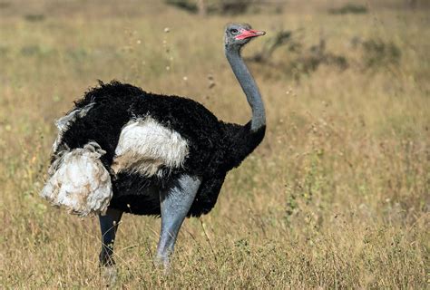 Ostriches In Africa Visit Africa