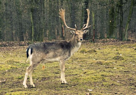 Fallow Deer In The Forest Copyright Free Photo By M Vorel Libreshot