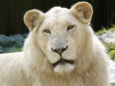 Filewhite Lion
