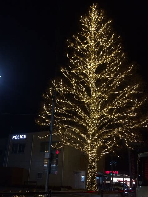 Free Images Branch Light Night Holiday Lighting Decor Christmas