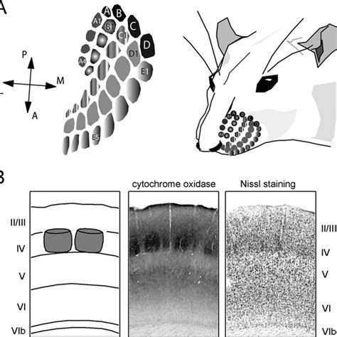 1 Barrels Of Rat Somatosensory Cortex A Distribution Of Vibrissae