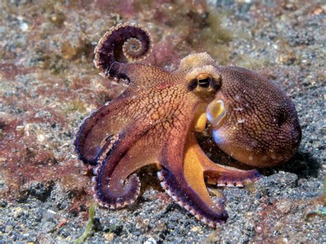 Octopus Soul Bridging
