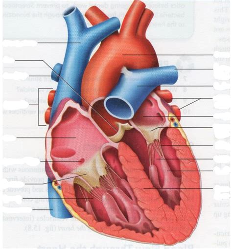 Heart Anatomy Diagram Quizlet