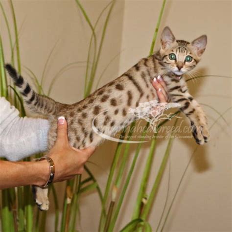 Why do i need to know savannah cat f1, f2, f3, and other generations? F3 Savannah Kittens for Sale | Savannah Cat Breed