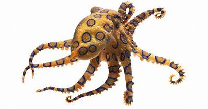 Octopus Ringed Animals Transparent Facts Squid Octopuses