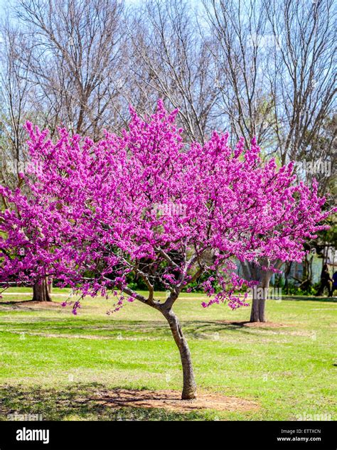 An Eastern Redbud Tree Cercis Canadensis In Spring Bloom The Stock