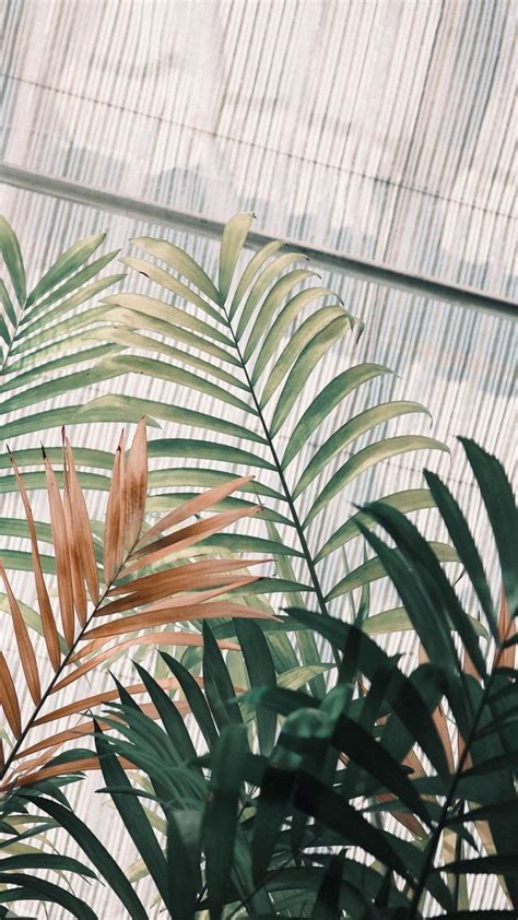 Aesthetic Wallpaper Green Plants Wallpaper Leaves Green Plant