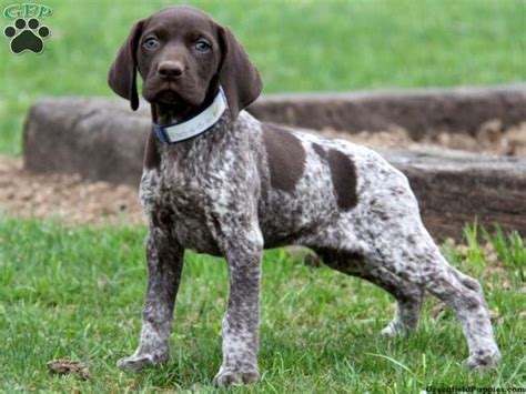 Image Result For German Shorthaired Pointer Gsp Dogs Gsp Puppies