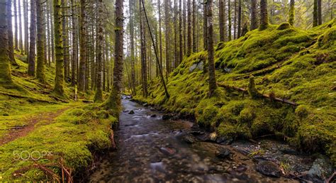 Flowing Through The Forest A River Is Flowing Alongside The Path In A