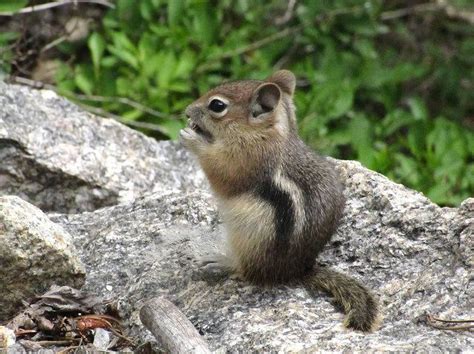 Ground Squirrel Rocky Mountain National Park Rocky Mountain National
