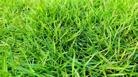 Zoysia Grass In Winter Everything You Need To Know Gfl Outdoors