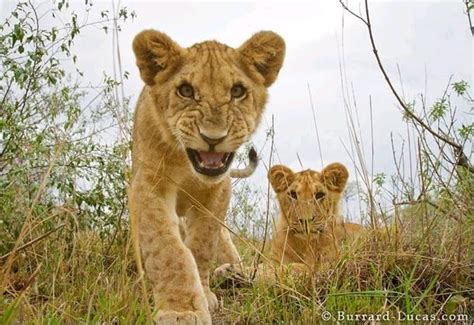 Lion Cubs In Masai Mara Kenya Photos By Burrard Picture