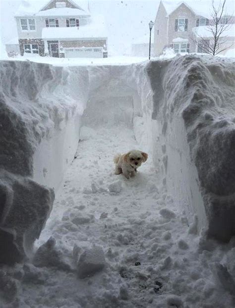 50 Best Buffalo Snowstorm Jan1977 And Nov 2014 Images On Pinterest