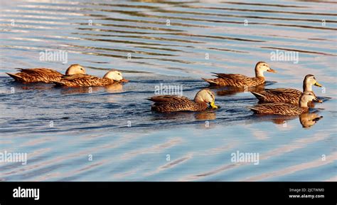 7 Mottled Ducks Swimming Golden Light Water Wildlife Birds Animals